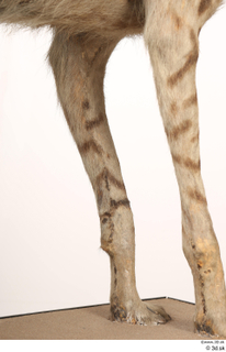 Striped Hyena Hyaena hyaena leg 0077.jpg